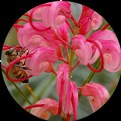 Picture Title - Pollinator