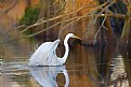 Picture Title - "Knee Deep" Egret