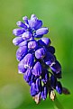 Picture Title - purple flower