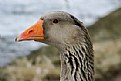 Picture Title - GOOSE