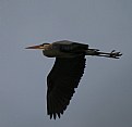 Picture Title - Heron on the wing