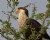 Crested Caracara 1