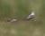 Scissor-tailed Flycatcher