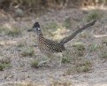 Picture Title - Greater Roadrunner