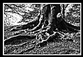 Picture Title - Radici