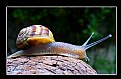 Picture Title - Caracol