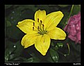 Picture Title - "Yellow flower"