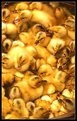 Picture Title - Bucket of Ducks
