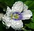Macro Flower