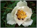 Picture Title - Peony II