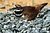 Killdeer