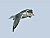 Herring Gull (inmmature)