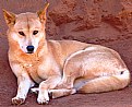 Picture Title - Australian Dingo