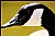 Goose Close-up