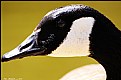 Picture Title - Goose Close-up