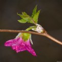 Picture Title - Salmon Berry