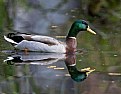 Picture Title - Mallard