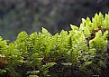 Picture Title - Ferns