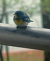 Picture Title - Northern Parula