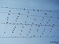 Picture Title - Swallows