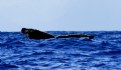 Picture Title - WHALE BREACHING 1