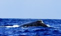 Picture Title - WHALE BREACHING 2