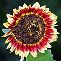 Picture Title - Sun Flower