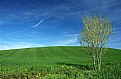 Picture Title - Tuscany spring