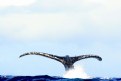 Picture Title - HUMPBACK WHALE FLUKES