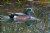 American Wigeon