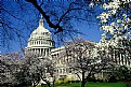 Picture Title - Welcoming the cherry blossoms 