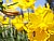Bee entering Daffodil trumpet