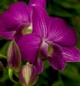 Picture Title - Orchid and buds...