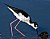 Black-necked Stilt