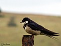 Picture Title - Swallow