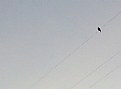 Picture Title - Bird on a wire