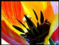 Picture Title - tulip inside