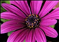 Picture Title - Gold Dust African Daisy