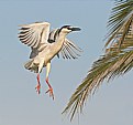 Picture Title - Black-crowned Night Heron