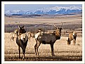 Picture Title - Elk Herd