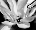 Picture Title - la magnolia stellata ha ospiti....