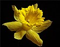 Picture Title - yellow daff 08