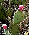 Picture Title - Cactus