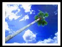 Picture Title - palm in the sky