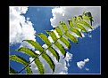 Picture Title - Fern leaf