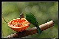 Picture Title - Papaya lover
