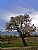 bud tree