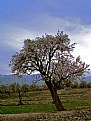 Picture Title - bud tree