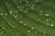 Water diamonds on a green leaf beech