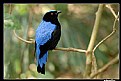 Picture Title - Asian Fairy Bluebird